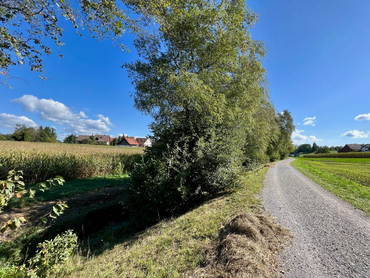 Am oberen Bachlauf bei Werrikon ist der Bach vom Hirzerenweg kaum einsehbar und durch die steile Böschung auch nicht zugänglich. Neben einem Kiesweg, der von Birken gesäumt ist, geht es steil das Wiesenbord hinunter zu einem Bachbett.